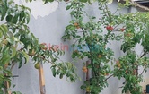 , 8543 Sankt Martin im Sulmtal; ID:22