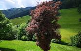 Sonnseite 32, 8765 St. Johann am Tauern, Gemeinde Pölstal, Judenburg; ID:7