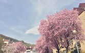 Mühlhofstraße, 3500 Krems an der Donau; ID:5