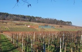 Feldgasse, 3131 Walpersdorf; ID:0